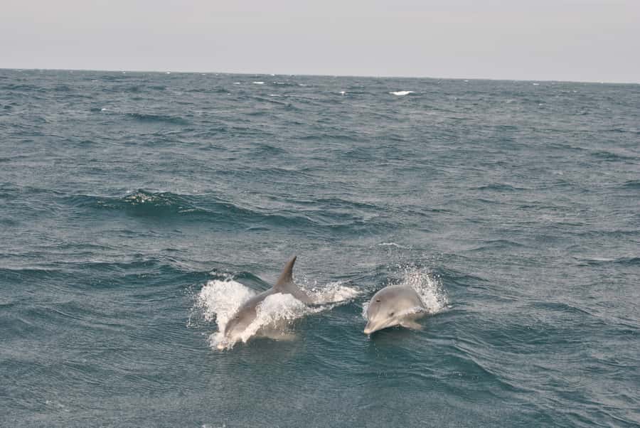 Durban: Durban: Whale and Dolphin Watching Boat Tour - The price and the question of value