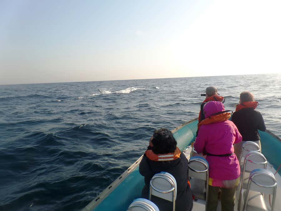 Durban: Durban: Whale and Dolphin Watching Boat Tour - Timing, weather, and comfort