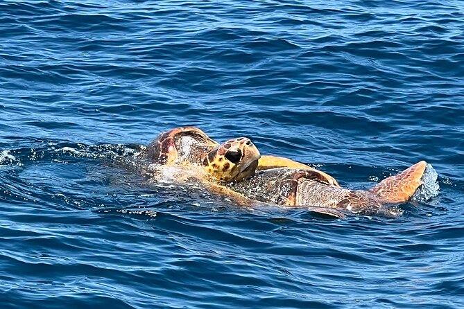 EARLY BIRD SPECIAL: Speed Boat & Dolphin Cruise in Ocean City, MD - Searching for Atlantic Bottlenose Dolphins