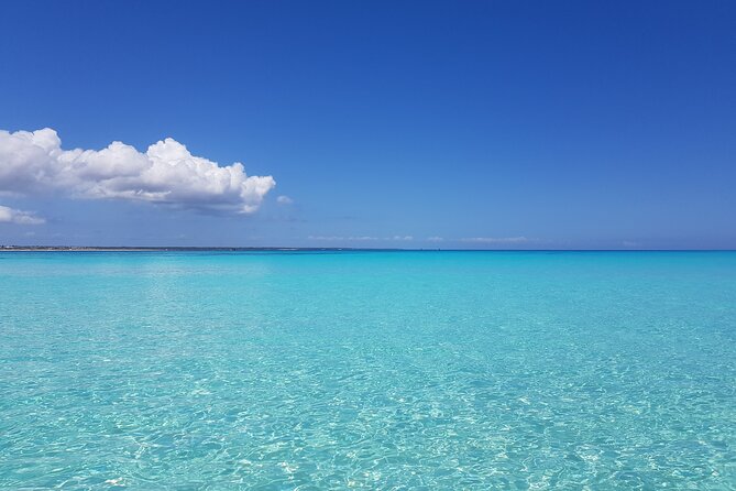 Early dolphin Tour and Snockling at mnemba and Turtle Sanctuary - Mnemba Island: dolphins and coral in one long stop
