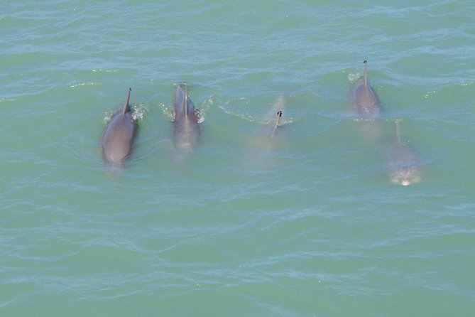 Eco and Dolphin Watch Tour of South Padre Island - Key Points Before You Book