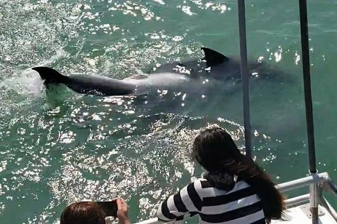 Eco and Dolphin Watch Tour of South Padre Island - What the Crew Adds