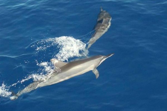 Eco and Dolphin Watch Tour of South Padre Island - How the Price Compares With the Experience