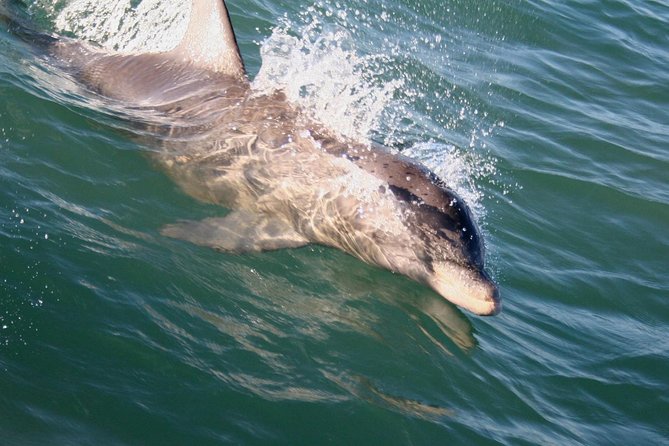 Eco and Dolphin Watch Tour of South Padre Island - Starting at Sea Ranch Marina