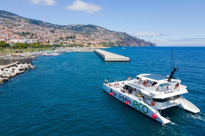 Eco-Friendly Catamaran Dolphin and Whale Watching - Is $42.34 good value?