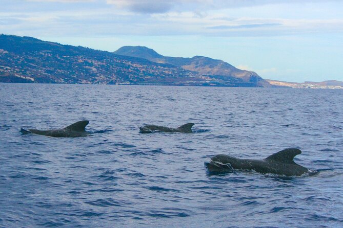 Eco-Friendly Catamaran Dolphin and Whale Watching - What can go wrong?