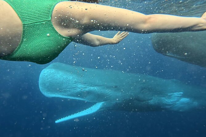 Eco-friendly Dolphin Watching Tour in Mauritius - Setting out from Le Morne for a wild encounter