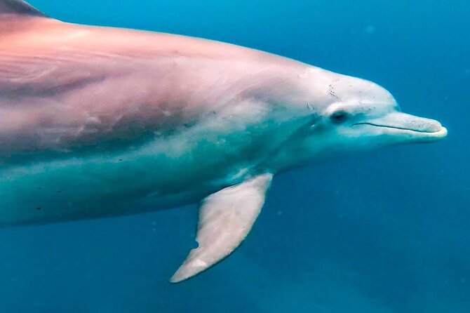 Eco-friendly Dolphin Watching Tour in Mauritius - A quiet breakfast after the excitement