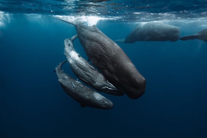 Eco-friendly Dolphin Watching Tour in Mauritius - What the private price means for your group