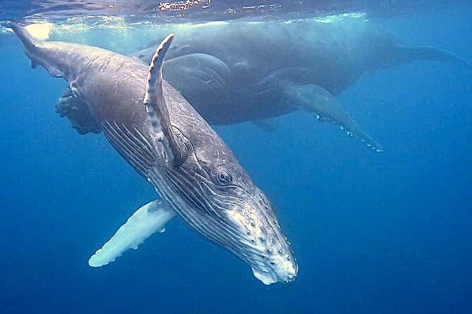 Eco-friendly Dolphin Watching Tour in Mauritius - Timing, weather, and practical planning