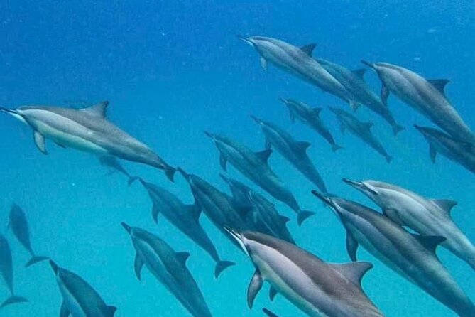 Eco-friendly Dolphin Watching Tour in Mauritius - Finding dolphins and watching the sea change