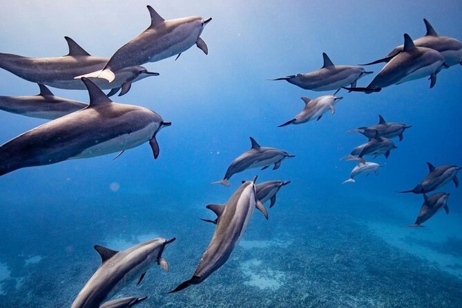 Eco-Raft Tour: Maui-Lanai Snorkel / Dolphin Watch (Semi-Private) - Key points to know before booking