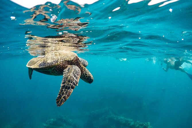 Eco-Raft Tour: Maui-Lanai Snorkel / Dolphin Watch (Semi-Private) - Dolphins, turtles, whales, and the luck factor