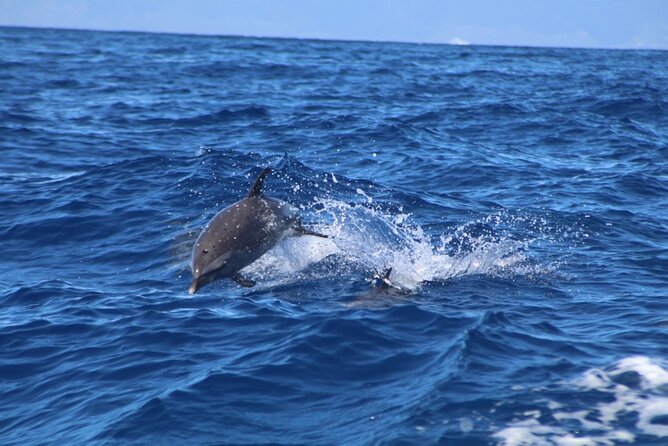 Eco-Raft Tour: Maui-Lanai Snorkel / Dolphin Watch (Semi-Private) - Food and drinks on a five-hour outing