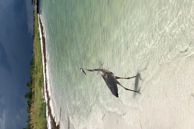 Egmont Key Snorkeling Dolphin Tour - What changes when the weather turns rough