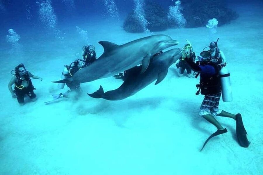 El Gouna Lagoon, Diving with Dolphin, Snorkeling & Lunch - Snorkeling over coral and fish