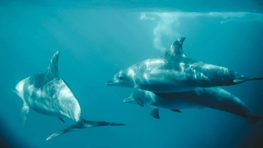 El Gouna Lagoon, Diving with Dolphin, Snorkeling & Lunch - Lunch is one of the strongest parts of the day