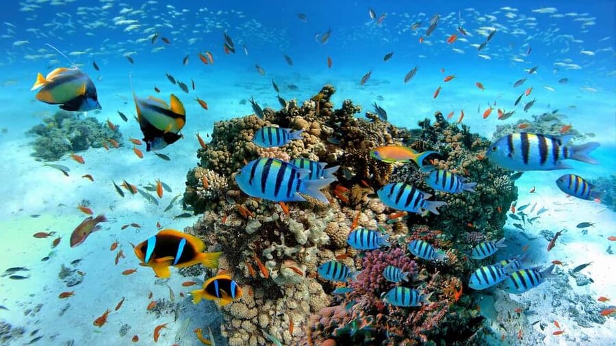 El Gouna Lagoon, Diving with Dolphin, Snorkeling & Lunch - Crew care and language can vary