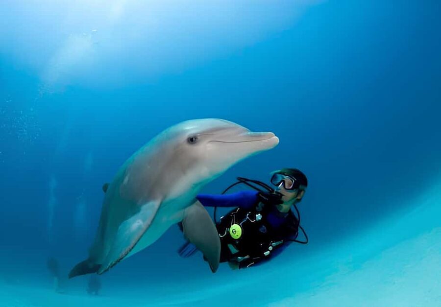 El Gouna Lagoon, Diving with Dolphin, Snorkeling & Lunch - What the $56 price really covers