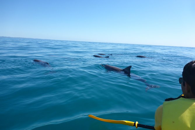 Epic Kayak With Dolphins & Wildlife - 4WD Beach Adventure Noosa - Double Island Point rewards the long ride