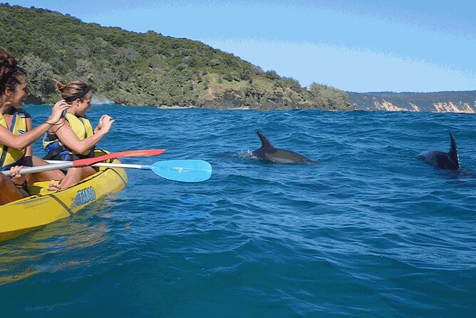Epic Kayak With Dolphins & Wildlife - 4WD Beach Adventure Noosa - Booking and weather details