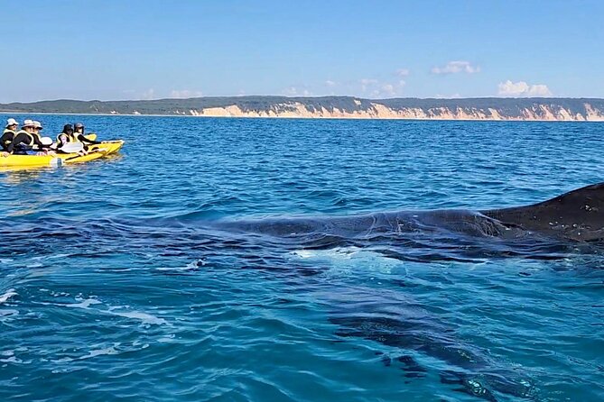 Epic Kayak With Dolphins & Wildlife - 4WD Beach Adventure Noosa - Guides can shape the day