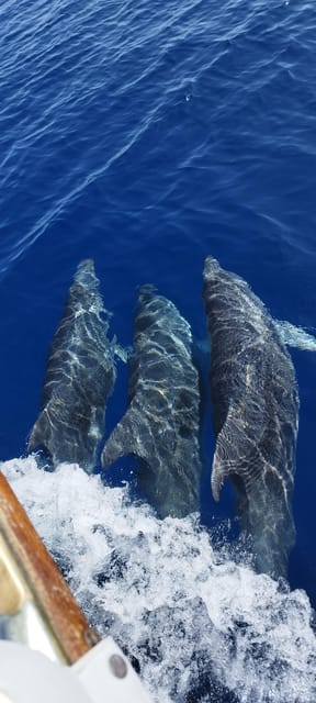 Estepona: Dolphin Search Boat Trip with Drink and Snacks - Who will enjoy this trip most