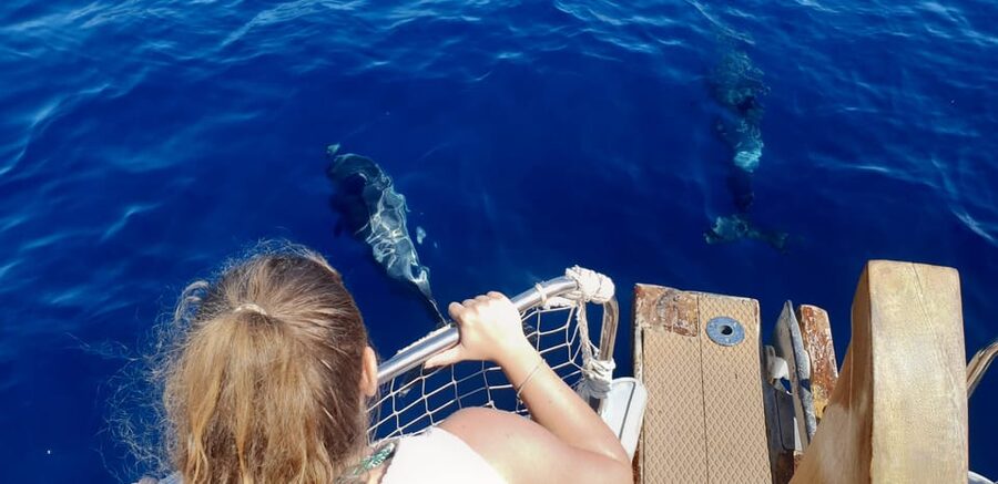 Estepona: Dolphin Search Boat Trip with Drink and Snacks - A two-hour search along Estepona’s coast