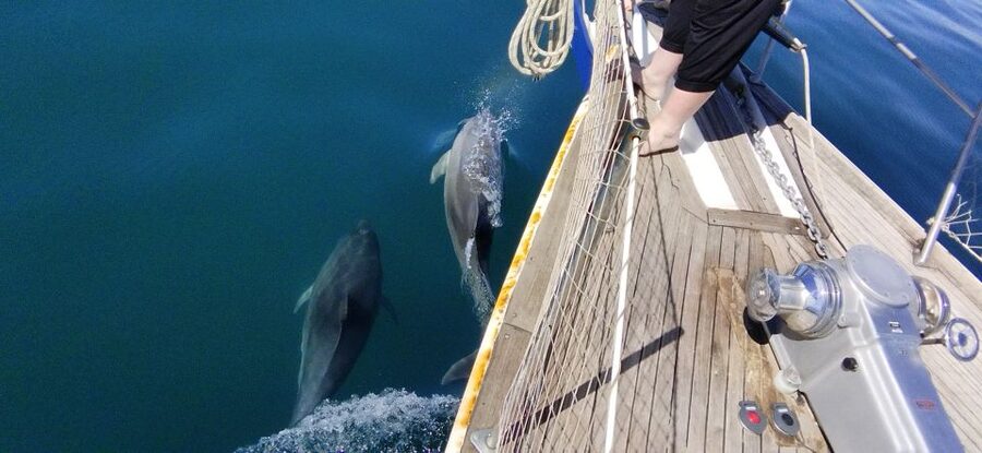 Estepona: Dolphin Watching Sailboat Cruise with Drink - The possible Mediterranean swim stop