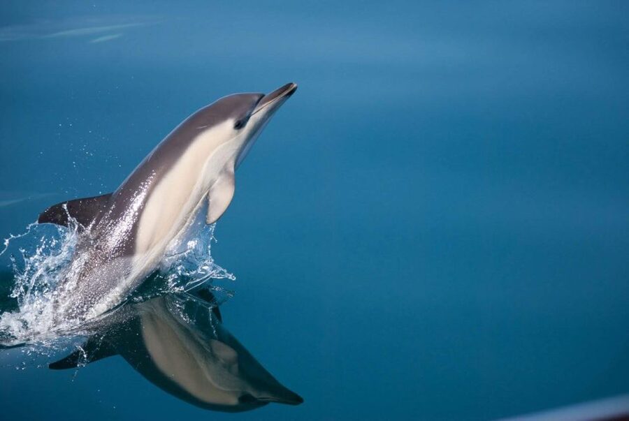 Estepona: Dolphin Watching Sailboat Cruise with Drink - Searching Estepona Bay for dolphins