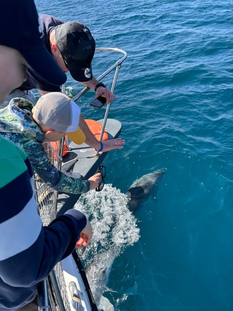 Estepona: Dolphins Searching Sea Cruise with Drink & Snacks - Cushions, music, snacks, and a drink