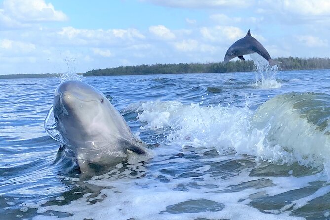 Everglades Birding, Dolphin and Wildlife Boat Tour (2 hours) - A quiet way into the 10,000 Islands