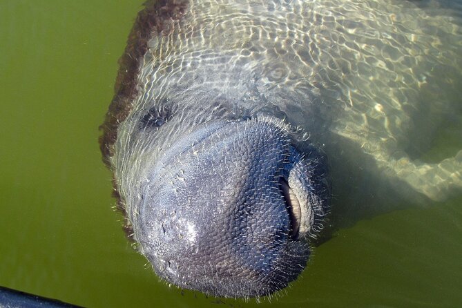 Everglades Birding, Dolphin and Wildlife Boat Tour (2 hours) - The boat, seating, and comfort