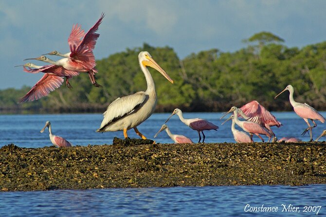 Everglades Birding, Dolphin and Wildlife Boat Tour (2 hours) - The guide shapes the experience