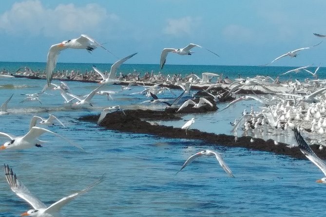 Everglades Birding, Dolphin and Wildlife Boat Tour (2 hours) - Price and the value of a short boat tour