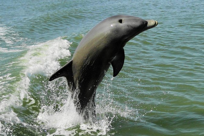 Everglades Birding, Dolphin and Wildlife Boat Tour (2 hours) - Timing, weather, and realistic expectations