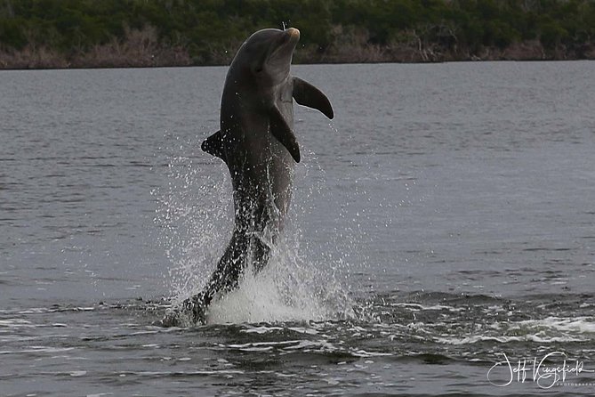 Everglades Birding, Dolphin and Wildlife Boat Tour (2 hours) - Dolphins, birds, and the luck of the tide