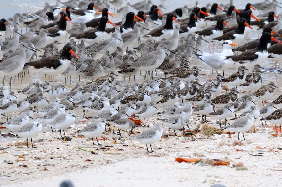 Everglades National Park: 2 hour Dolphin & Birding Boat Tour - Why a small boat changes your Everglades visit