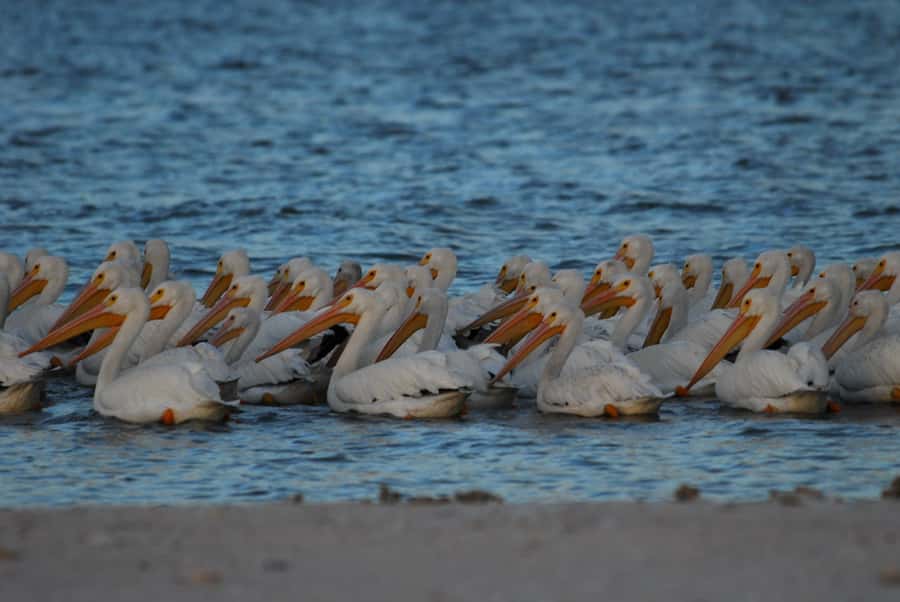 Everglades National Park: 2 hour Dolphin & Birding Boat Tour - The wildlife you might see