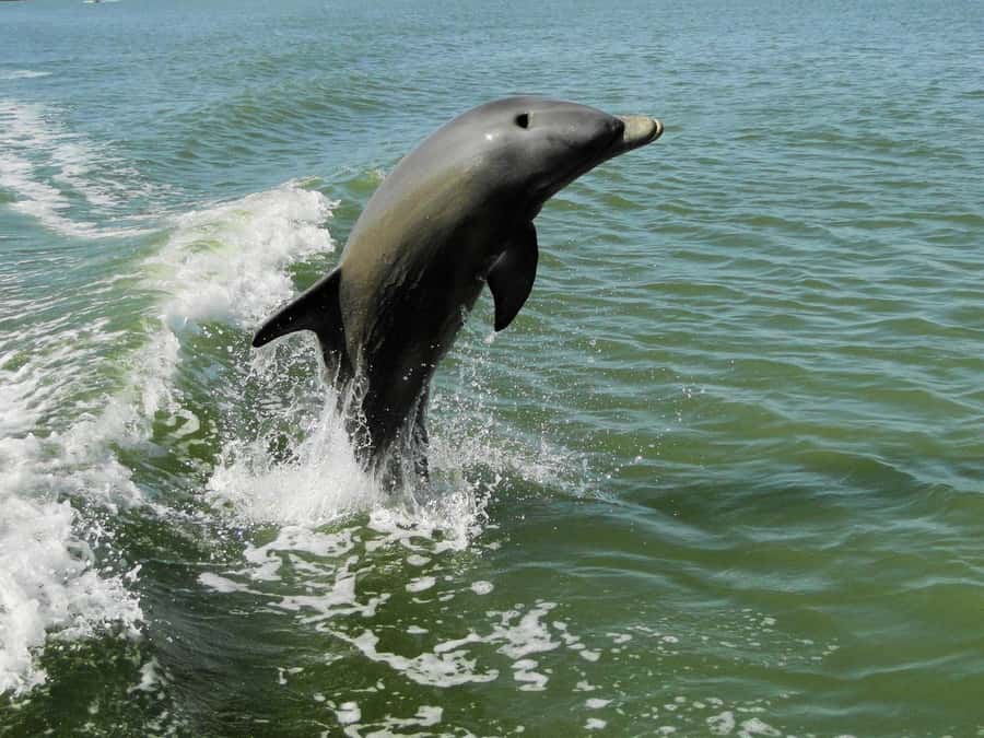 Everglades National Park: 2 hour Dolphin & Birding Boat Tour - What happens during the two-hour boat ride