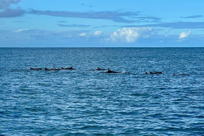 Exciting Dolphin encounters in the Maurtius's lagoon - Reef snorkeling after the dolphin encounter