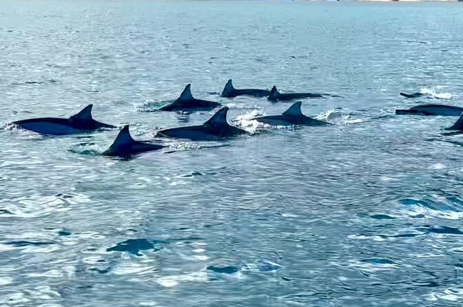 Exciting Dolphin encounters in the Maurtius's lagoon - Weather, postponements, and the best way to protect your plans