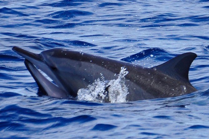 Exclusive Dolphins Encounter - A 7:00 am start in Black River