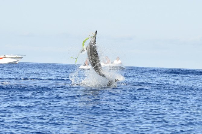 Exclusive Dolphins Encounter - Why the private boat changes the experience