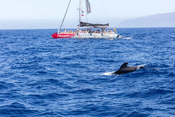 Exclusive Freebird Catamaran Whale and Dolphin Cruise to Caleta - Key points to know before booking