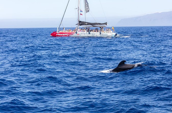 Exclusive Freebird Catamaran Whale and Dolphin Cruise to Caleta - What the crew adds to the experience