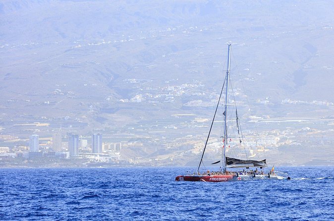 Exclusive Freebird Catamaran Whale and Dolphin Cruise to Caleta - Practical details that can affect your morning