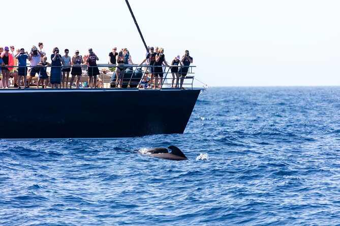 Exclusive Freebird Catamaran Whale & Dolphin to Masca From South - Swimming from the catamaran in Masca Bay