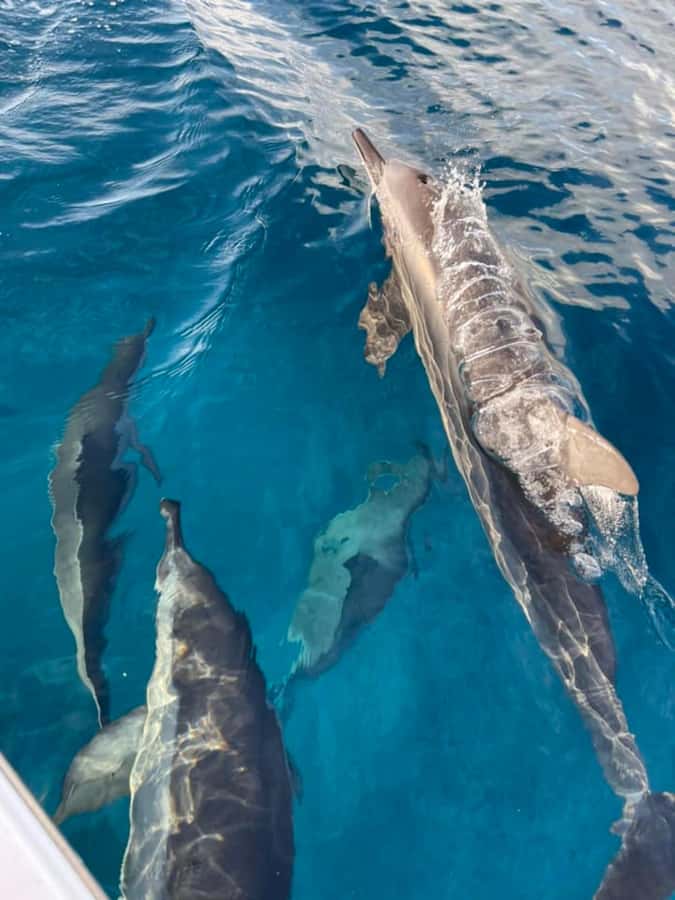 Exclusive:full-day/Dolphins watch& swimming Crystal Rock+Bbq - Swimming and snorkelling near Crystal Rock