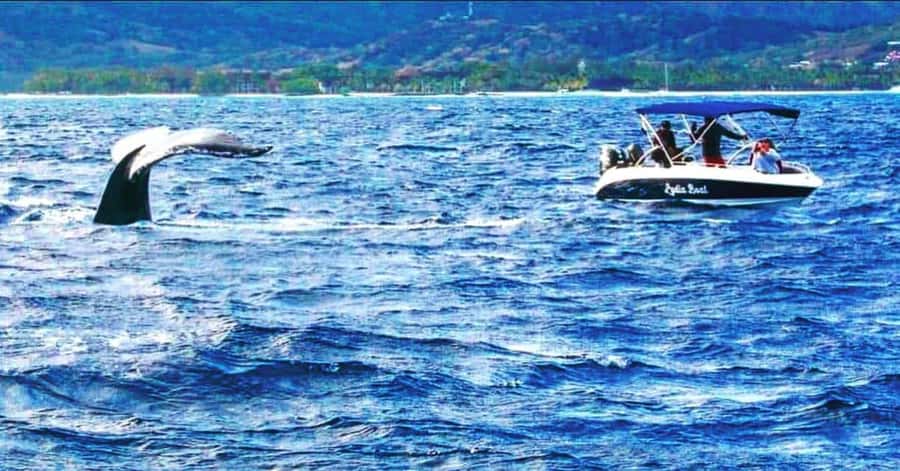Exclusive:full-day/Dolphins watch& swimming Crystal Rock+Bbq - What the full day feels like